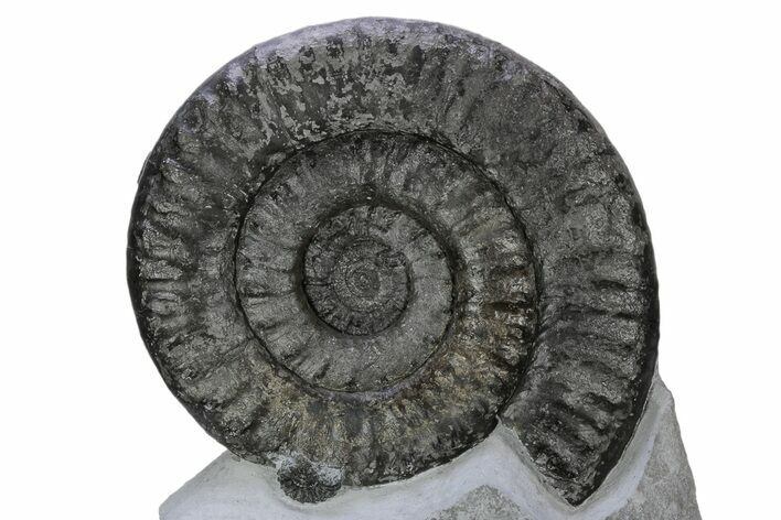 Spiny Jurassic Ammonite (Apoderoceras) Fossil - England #243511